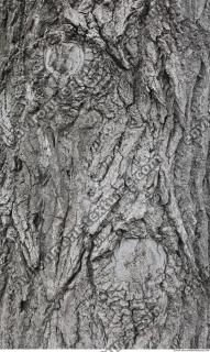 wood tree bark 0005